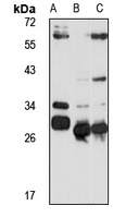 HEI-C antibody