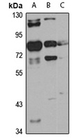 HAUS3 antibody