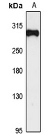 Anti-HECTD1 Antibody