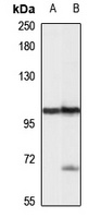 HEL308 antibody