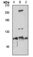 HERC4 antibody