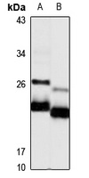 HES-1 antibody