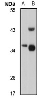 HEY1 antibody