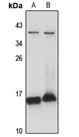 HIGD1A antibody