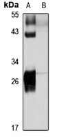HLA-DRB4 antibody