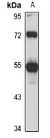 Anti-HNF4 alpha/gamma Antibody