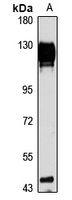 hnRNP U antibody