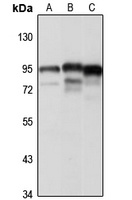 HOOK3 antibody