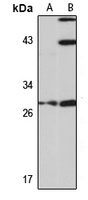 HoxC4 antibody