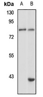 HPS-4 antibody