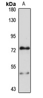 Anti-HSPA12B Antibody