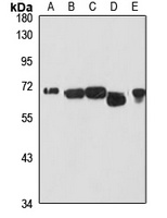 HSP70 antibody
