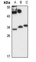 Anti-IAH1 Antibody