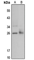 IDI1 antibody