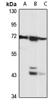 Iduronate 2 sulfatase antibody