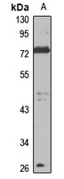 IFFO2 antibody