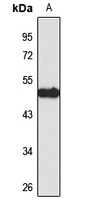 Anti-IFIT2 Antibody