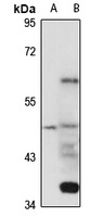 VSIG3 antibody