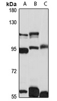 Anti-IL1RAPL1 Antibody