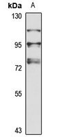 IL-1R9 antibody