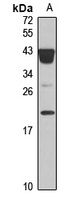 IL-20 antibody