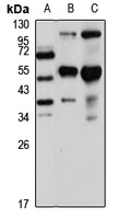 IMPA2 antibody