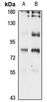 Anti-INTS9 Antibody