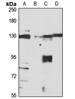 RanBP8 antibody