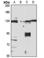 Anti-RanBP8 Antibody