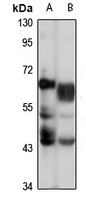 Anti-ISYNA1 Antibody