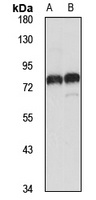ITFG1 antibody