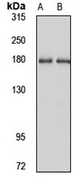 ITSN2 antibody