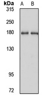 Anti-ITSN2 Antibody