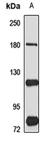 CD339 antibody