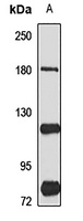 Anti-CD339 Antibody