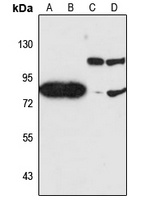 JAKMIP2 antibody