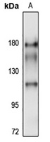 KANSL1 antibody