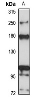 MOZ antibody