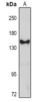 FBL10 antibody