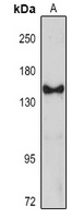 Anti-FBL10 Antibody