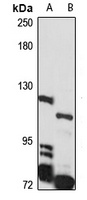 Anti-JMJD2C Antibody