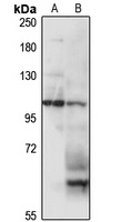 KIAA0319 antibody