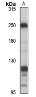 KIF13A antibody