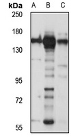 KIF1C antibody