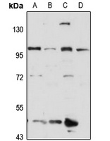 Anti-KIF20A Antibody
