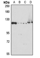 Anti-KIF5B Antibody