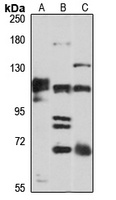 Anti-Klotho Antibody