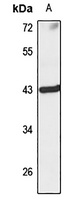 KLHDC3 antibody