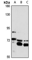 KLHL8 antibody