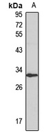 CD314 antibody